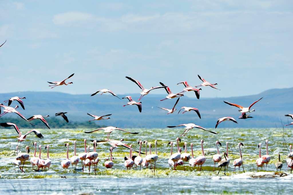 Lake Elmenteita Serena Camp מראה חיצוני תמונה