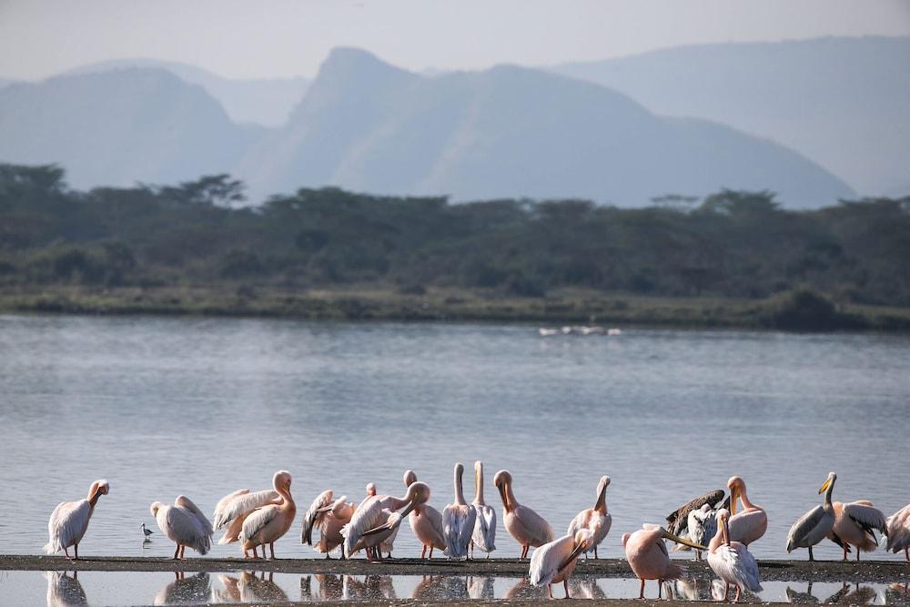 Lake Elmenteita Serena Camp מראה חיצוני תמונה