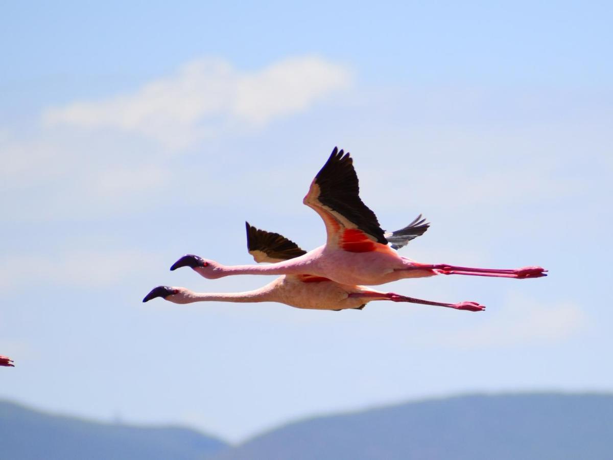 Lake Elmenteita Serena Camp מראה חיצוני תמונה