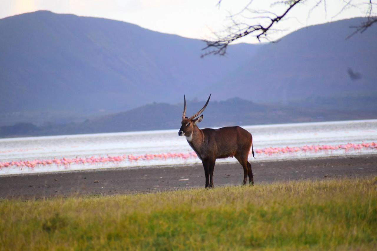Lake Elmenteita Serena Camp מראה חיצוני תמונה