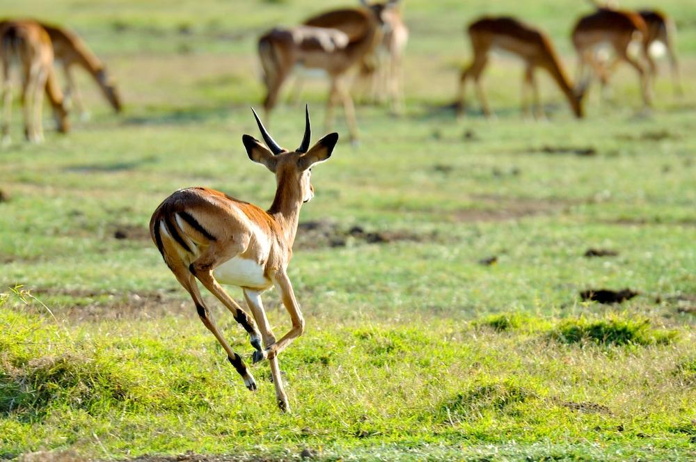 Lake Elmenteita Serena Camp מראה חיצוני תמונה