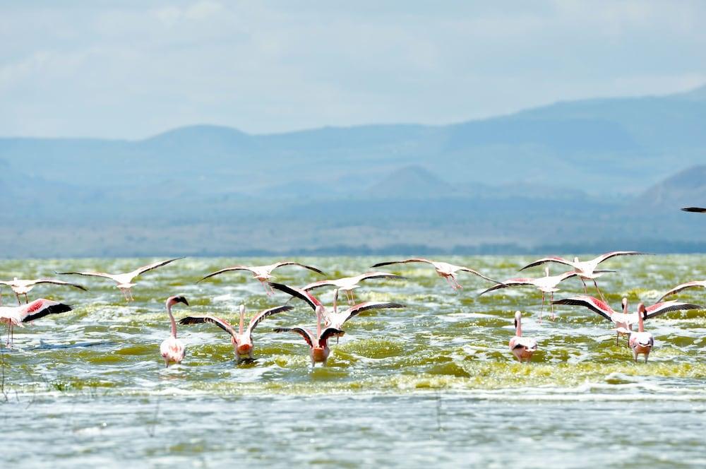 Lake Elmenteita Serena Camp מראה חיצוני תמונה